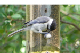 100B1592_edited-1