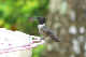 100_1156_edited-1