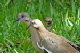 100_1648_edited-1