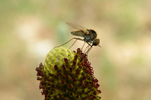 100_0340_edited-1