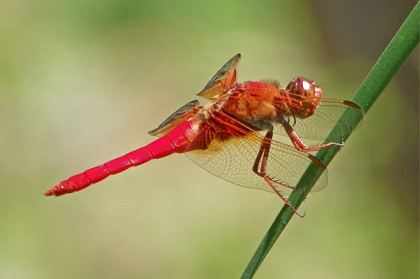 100_0782_edited-2