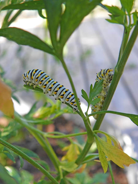 100_0924_edited-1