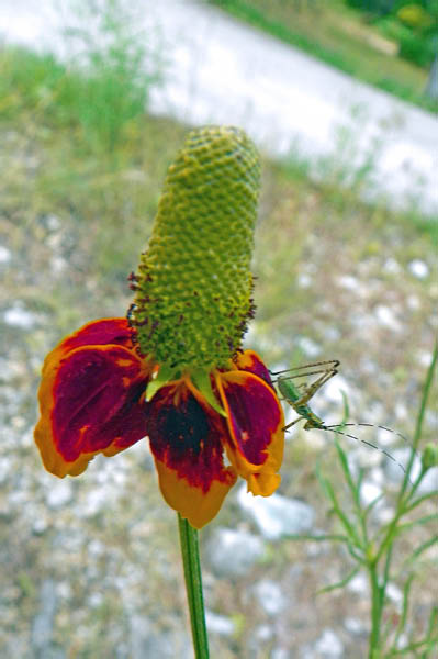 109_0027_edited-2