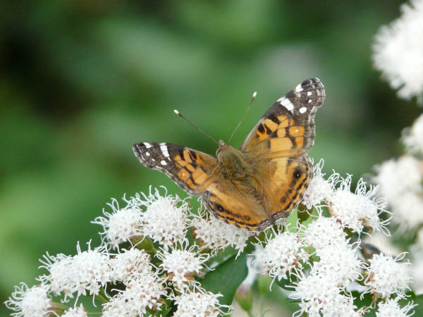P1060440_edited