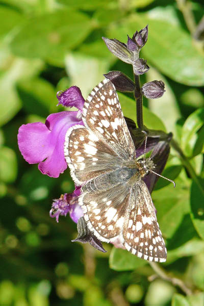 P1060585_edited
