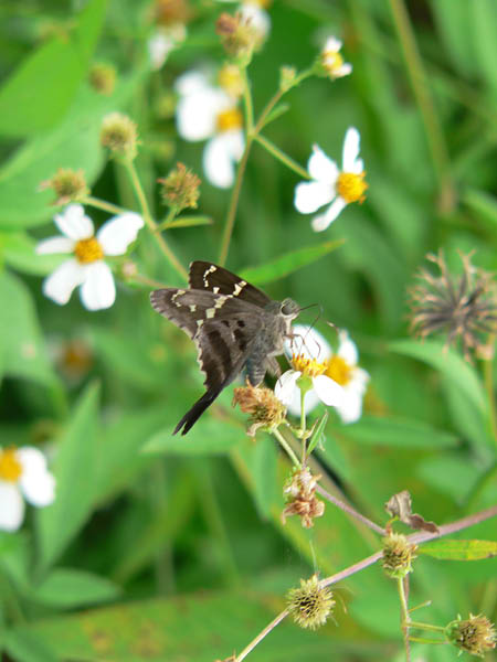 P1080604_edited