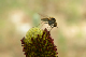100_0340_edited-1