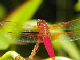 100_1312-copy