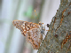 100_1330_edited-1