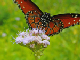 100_1380_edited-1-copy