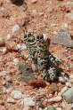 100_2450_edited-1