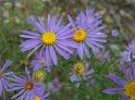 100_2510_edited-1