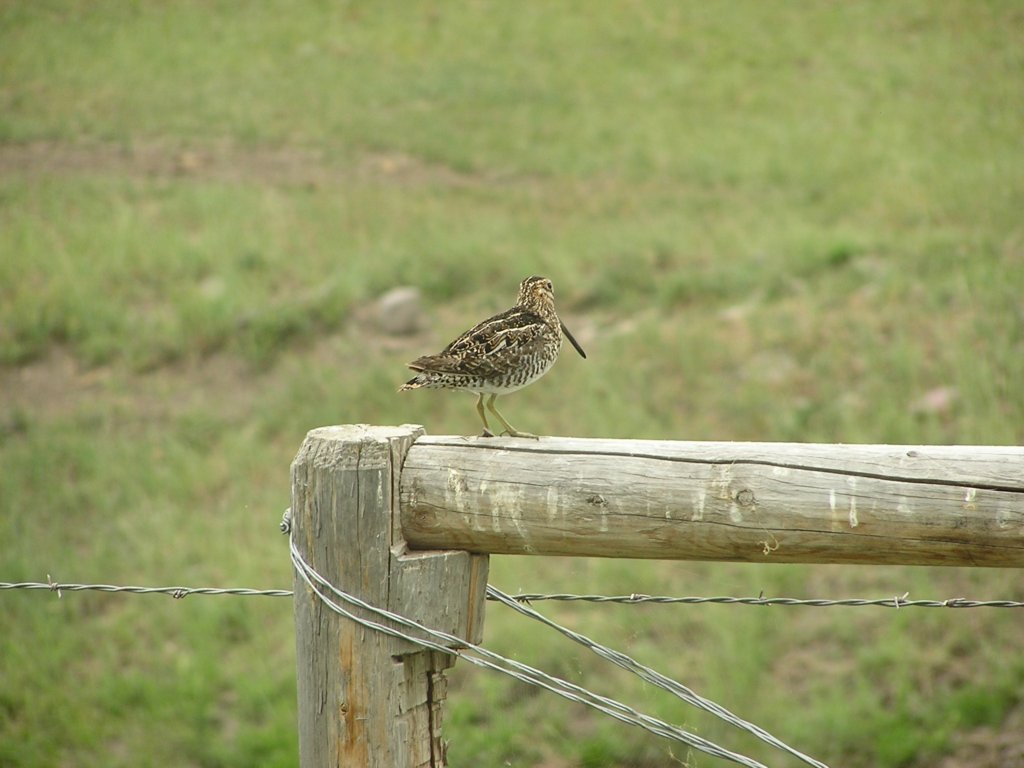 b0001153.jpg