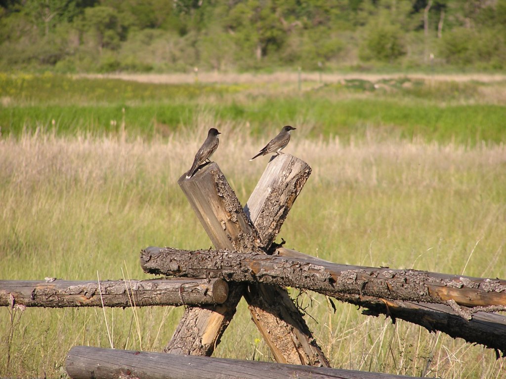 b0001168.jpg