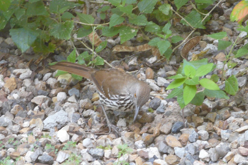 p1000745_edited.jpg