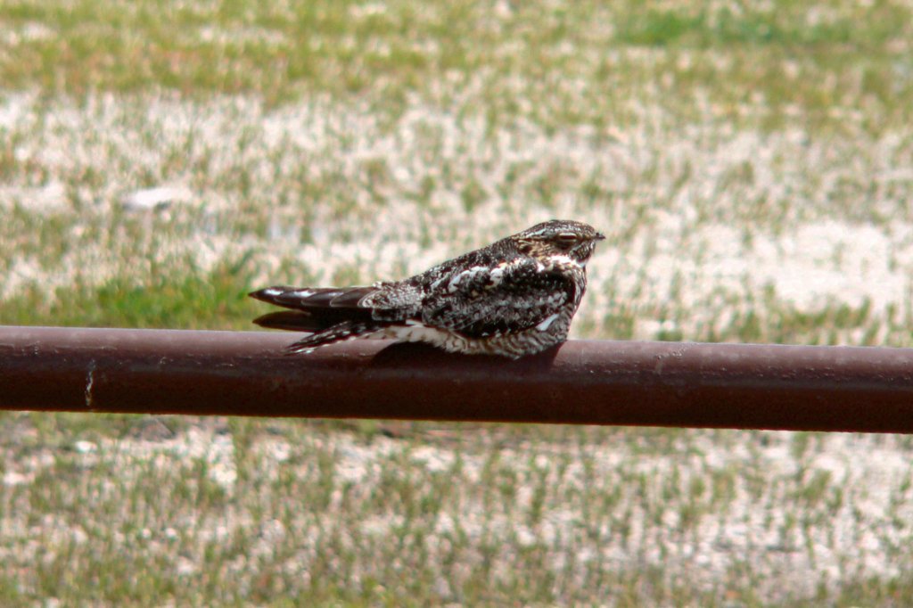 p1010510_edited.jpg