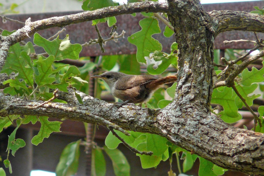 p1010816_edited.jpg