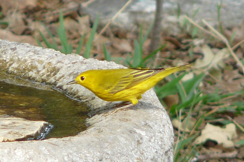 p1010837_edited.jpg