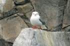 p1020190_edited1_small.jpg