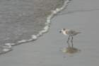 p1060008_edited_small.jpg