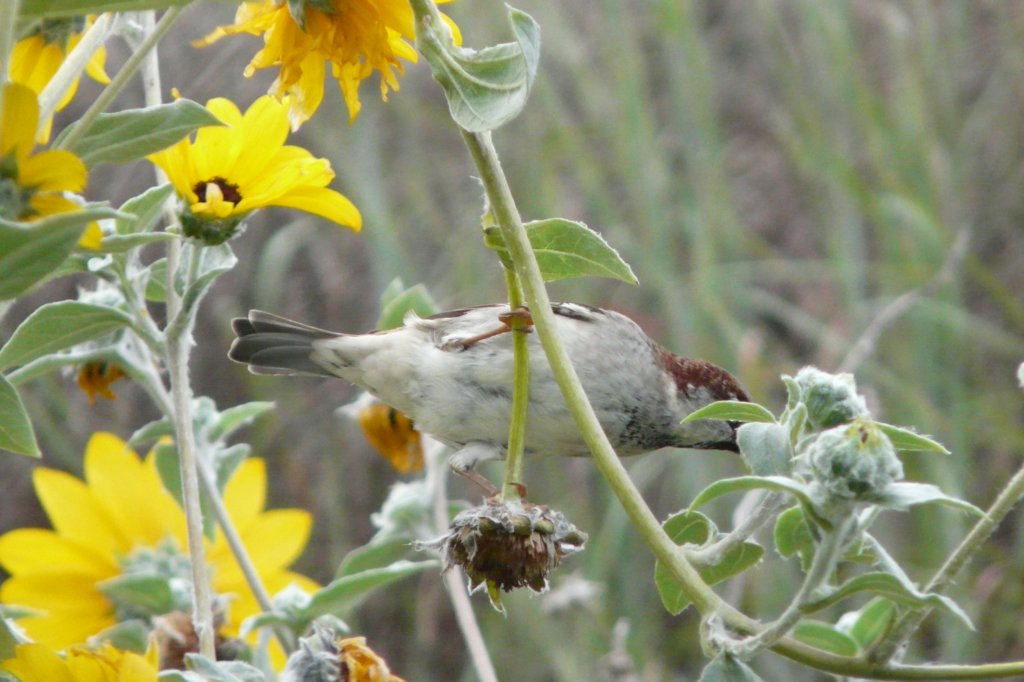 p1060068_edited.jpg