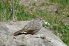 p1070276_edited_small.jpg