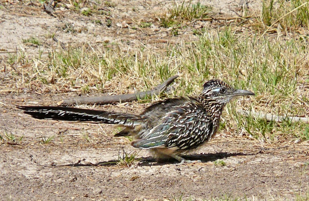 p1070455_edited1.jpg