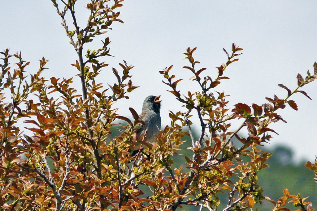 p1070629_edited.jpg