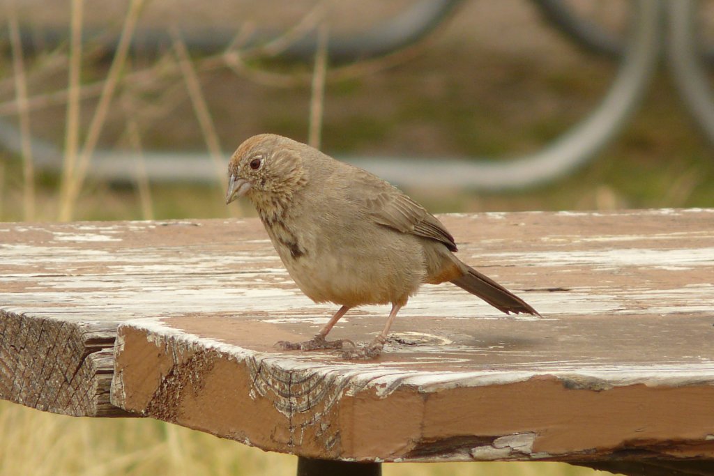 p1070676_edited.jpg