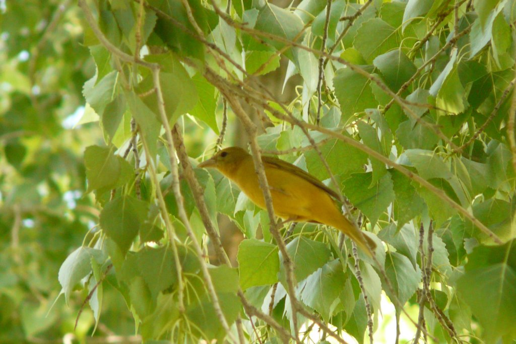 p1070922_edited.jpg