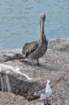 p1110939_edited_small.jpg