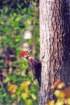 scannedphoto17_edited_small.jpg
