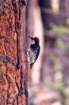 scannedphoto1_edited_small.jpg