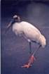 scannedphoto2_edited_small.jpg