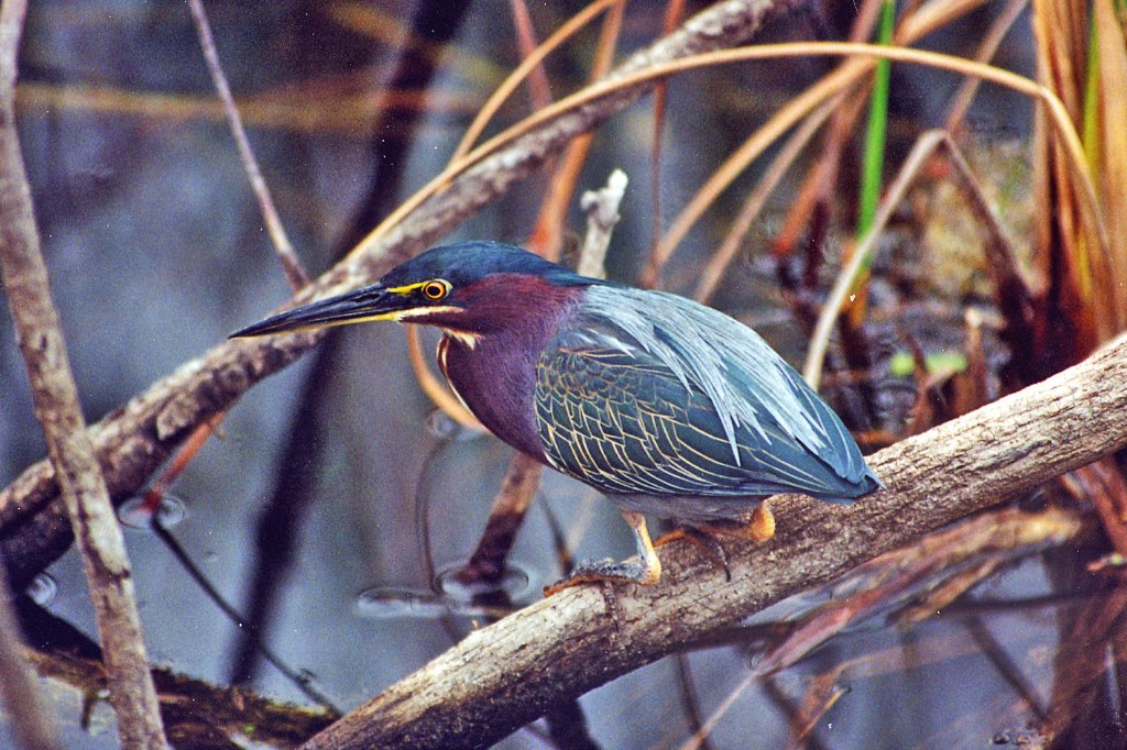 scannedphoto83_edited.jpg