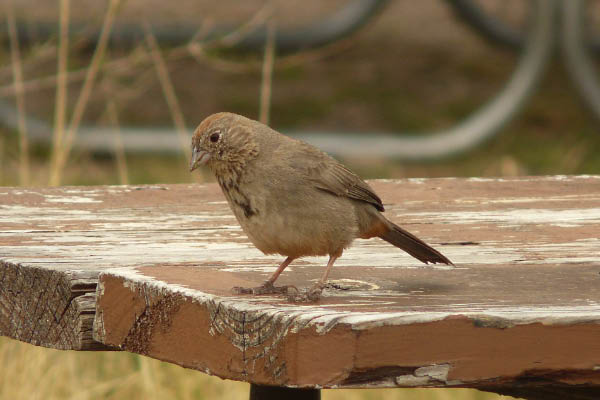 P1070676_edited