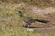 P1070456_edited