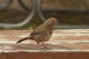 P1070675_edited